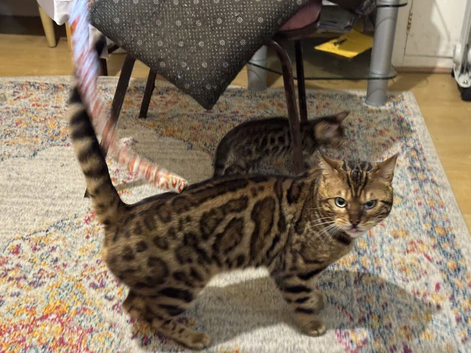 Ticca registered active male
