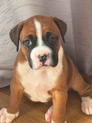 Boxer girl looking for a forever home
