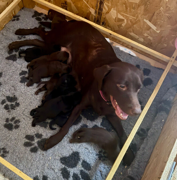 Beautiful Lab pups