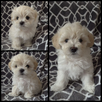 TINY KOREAN MALTIPOO PUPPIES