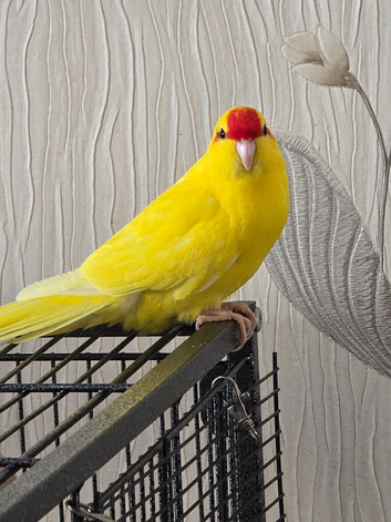 Hand-reared kakarikies
