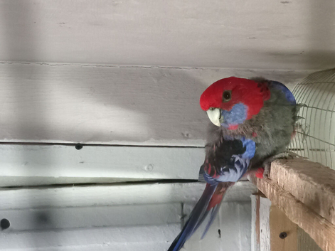 Various birds for sale