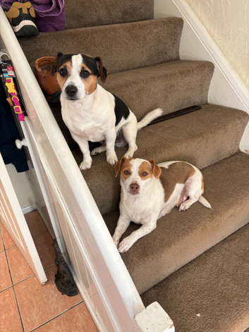 Pure Bread Jack Russell Pup,