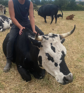 Very friendly Cookie the cow