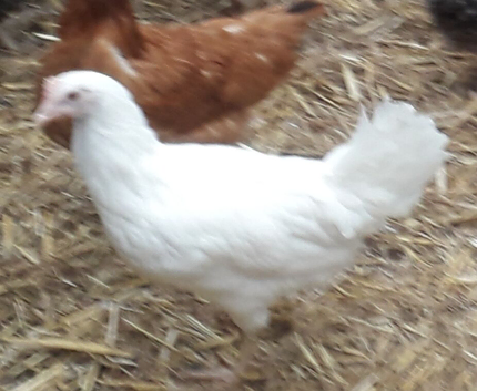 White egg layers 16to18 weeks old