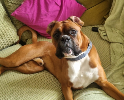 Boxer stud