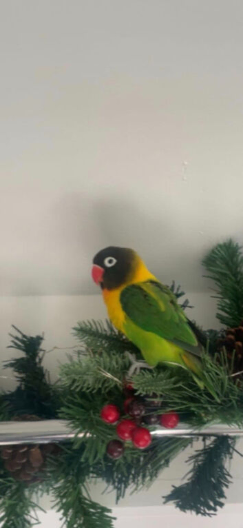 Lovebird for sale.