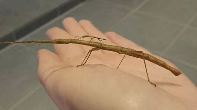 Indian stick insects