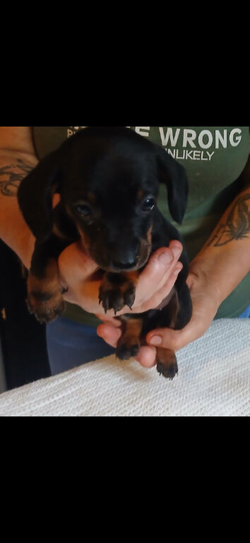True mini dachshound. Girl pup