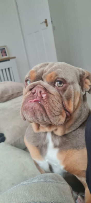 New english bulldog