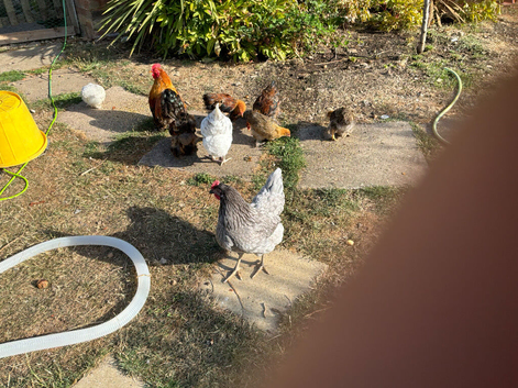 Gold partridge bantams for sale