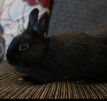 Trusted pet sitter