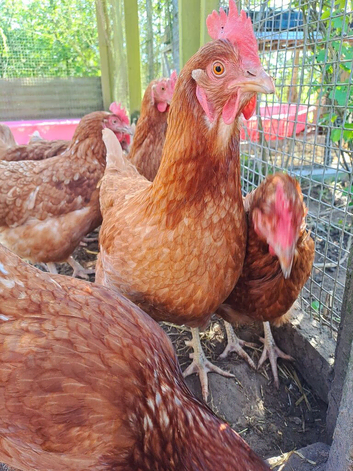Laying hens