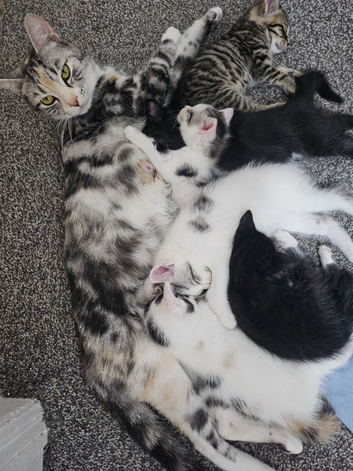 Last males kitten ready now