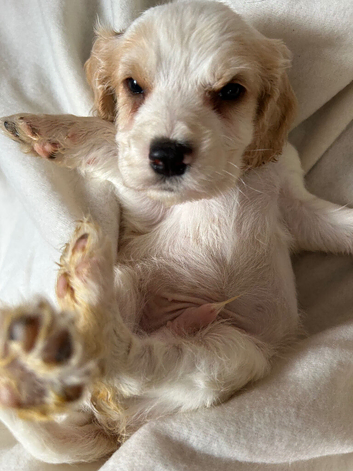 Beautiful Cocker spaniel Puppies