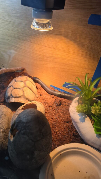 Black Mexican king snake