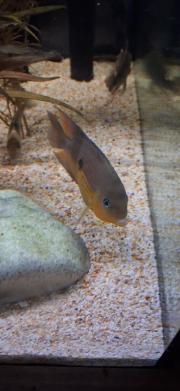 3 topaz cichlids