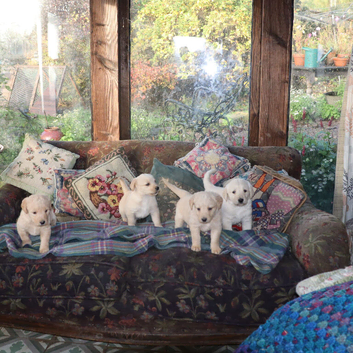 Lovely Labradoodle Puppies