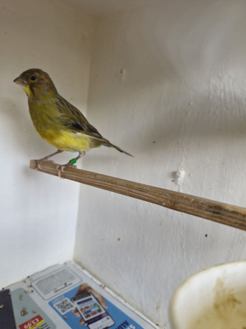 Fife, Canary male. For sale.
