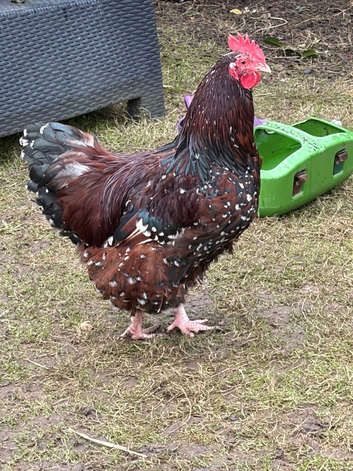 Jubilee Orpington Hatching eggs