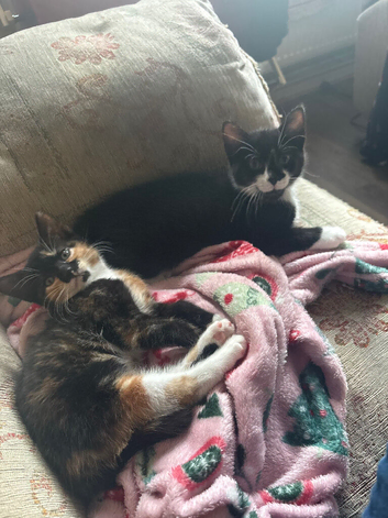 2 kittens for sale