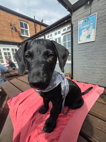 Daschund x patterdale terrier