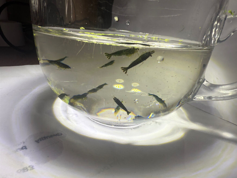 Neocaridina shrimp Green X10