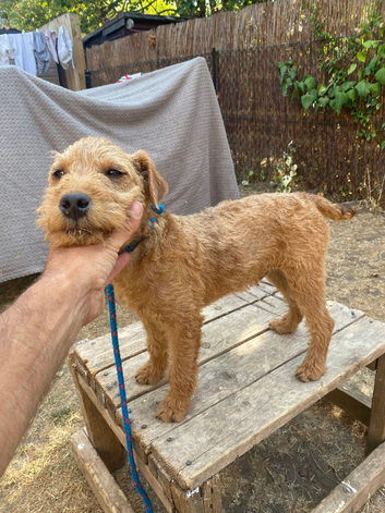 Lakeland terrier