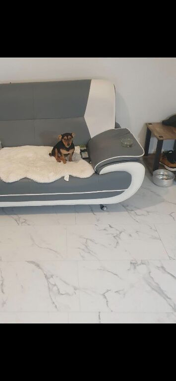 Chihuahua X Jack Russell