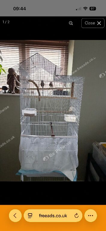 Zebra finch x2