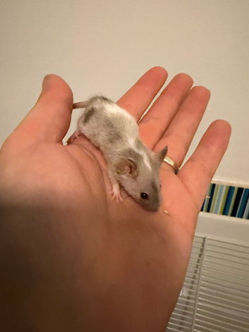 Baby Fancy mice ( boys remaining inc tri )