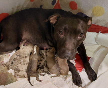 Puppies