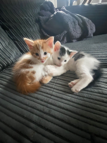 Kittens for sale ready now
