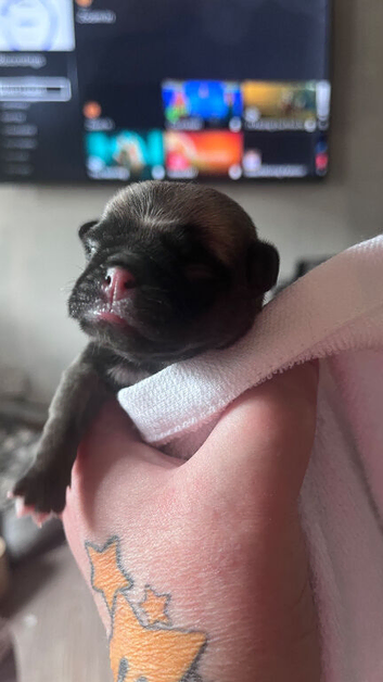 Beautiful KC registered pug puppies