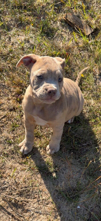2 male pocket bully&rsquo;s ready now!!
