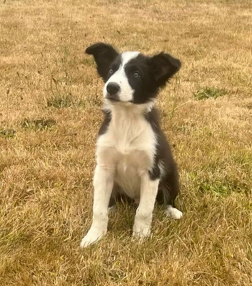Beautiful Border Collie Puppies For Sale