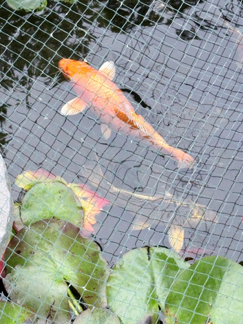 Koi and other pond fish for sale