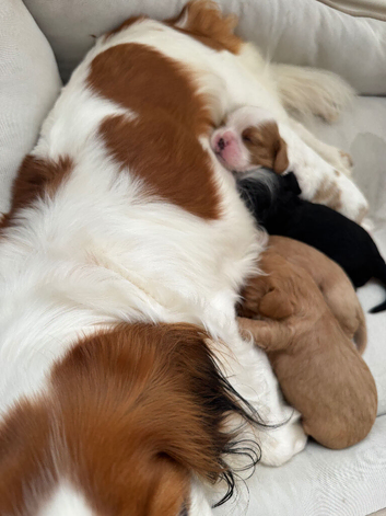 Cavalier King Charles spaniel puppies health tested parents
