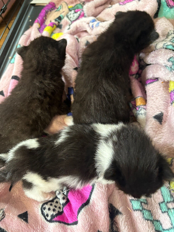 2 black kittens for sale