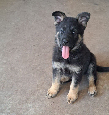 German Shepherds Pure
