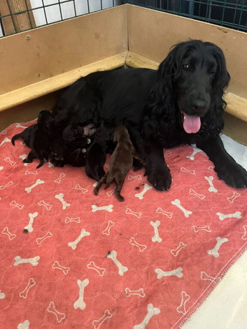 Gorgeous show cocker spaniel puppies