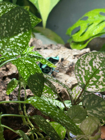 dendrobates auratus poison dart frog tadpoles