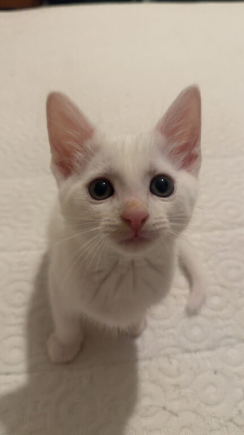 White Kitten Male