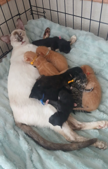 Stunning Siamese x Maine Coon Kittens - READY NOW