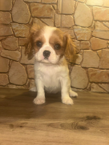 Last girl! Cavalier King Charles spaniel girl