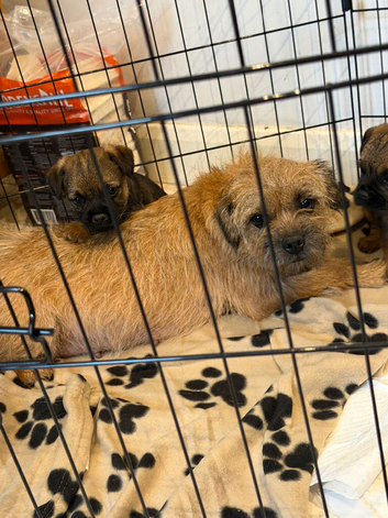 KC reg border terrier pup