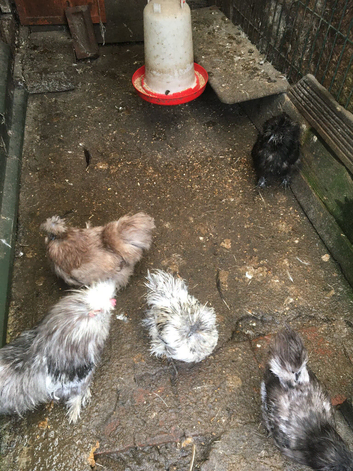 Five girls silkies pure one male