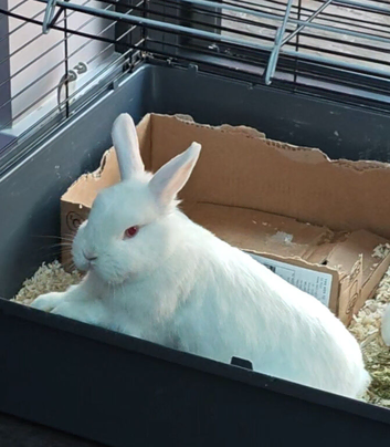 Red eye albino rabbit