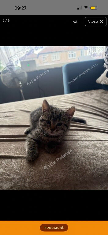 Kitten