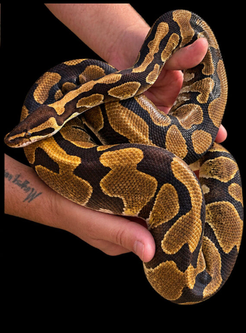 Enchi het lavender albino proven breeder female